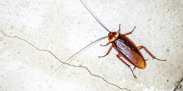 BAHAYA MEMBUNUH LIPAS.jpg