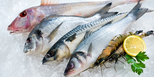 PETUA MEMILIH IKAN SEGAR