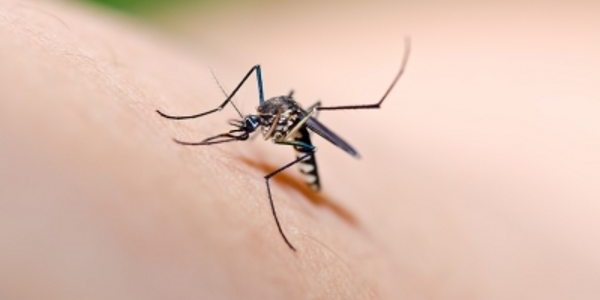 PETUA MENGHILANGKAN KESAN GIGITAN NYAMUK