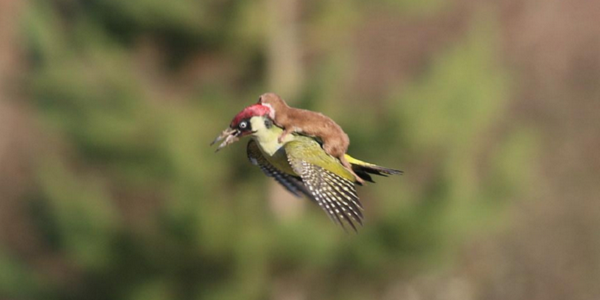 [GAMBAR] CERPELAI TUMPANG TERBANG CURI PERHATIAN DUNIA