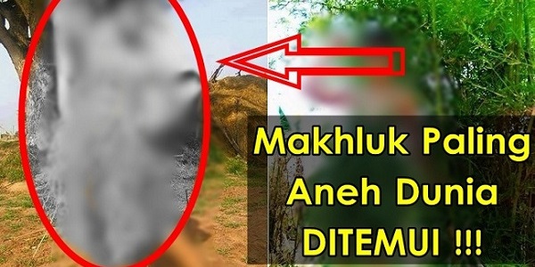 SUBHANALLAH...!!! SATU MAKHLUK ANEH TELAH DITEMUI DI THAILAND.jpg