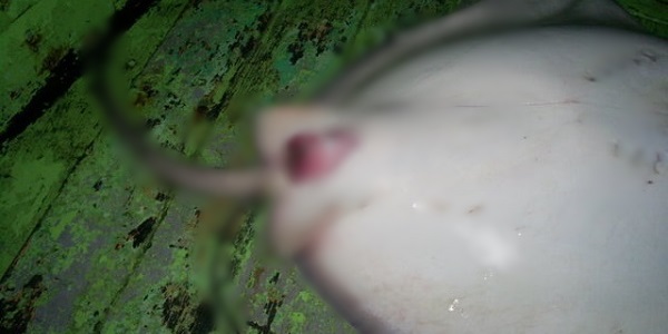 Mati Ketika Berzina Dengan Ikan Pari.jpg