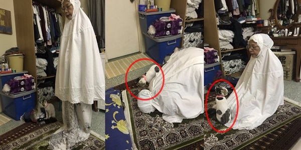 kucing solat