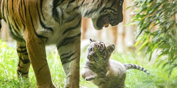 anak harimau