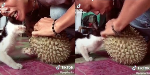 si bulus makan durian