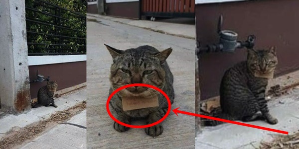 kucing hilang