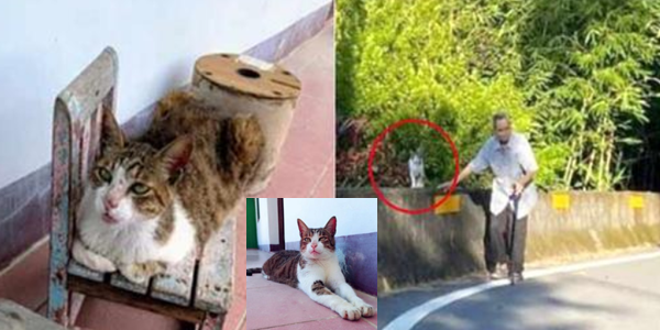 kucing yang taat
