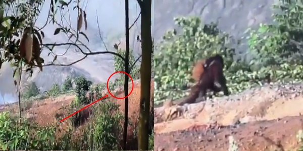 orang utan