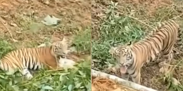 Habitatnya Dikacau, Harimau Belang Muncul Seakan Cuba Menghalẫng Kerja Pembalakan Di Hutan