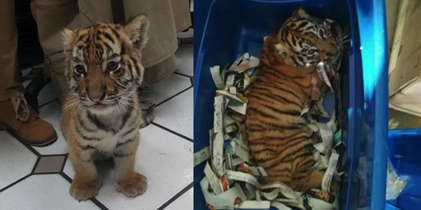 anak harimau comel