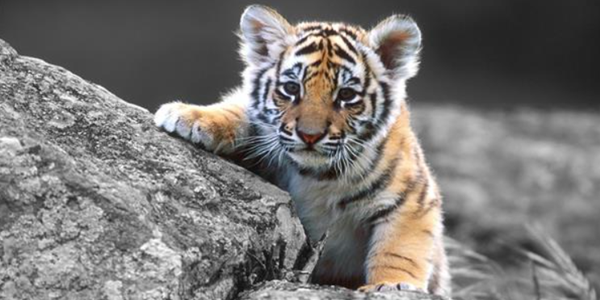 harimau sumatera