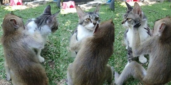 kucing
