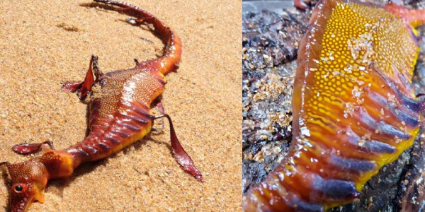 Puluhan Bangkai Naga Laut Terdampar Di Darat Kejutkan Pakar