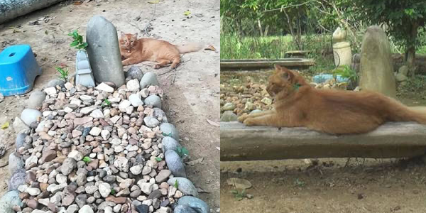 Setianya Nana.. Dah 2 Tahun Berlalu Masih Melawat Kubur Tuannya Setiap Hari Tanpa Miss