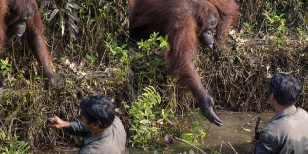 Disangka Terjatuh Sungai, Orang Utan Hulur Tangan Cuba Tolong Tarik Lelaki