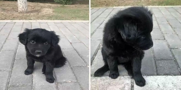 Anak Anjing Ini Menangis Saat Pemiliknya Membuangnya di Taman. Sebak Tengok Muka Dia
