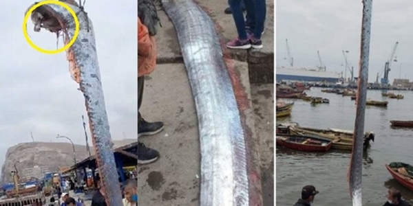 Nelayan Berjaya Tangkap Mahkluk Gergasi Jarang Ditemui, Ramai Risau Ini Petanda Tak Baik