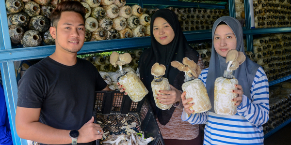 Tiga Beradik Tanam Cendawan Tiram Raih Pendapatan Jualan RM10,000 Sebulan