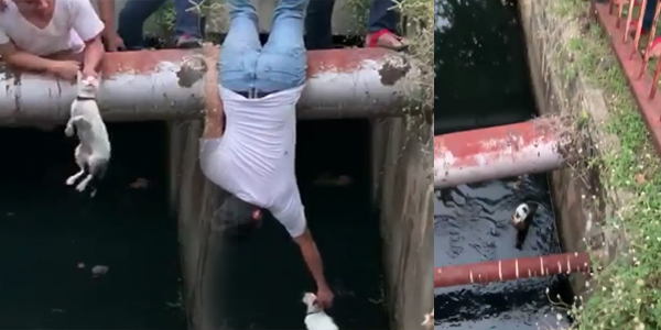 Awan dah mendung, Lelaki Ini Tak Fikir Panjang Terus Jadi Spiderman Selamatkan Tom