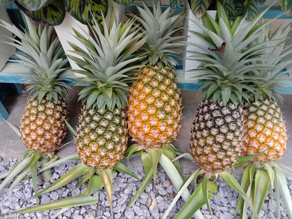 nenas